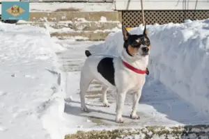 Read more about the article Teddy Roosevelt Terrier Breeder and Puppies in Delaware