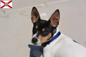 Read more about the article Teddy Roosevelt Terrier breeders and puppies in Florida