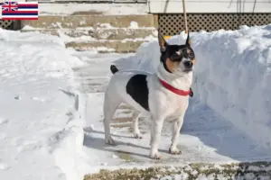 Read more about the article Teddy Roosevelt Terrier Breeders and Puppies in Hawaii