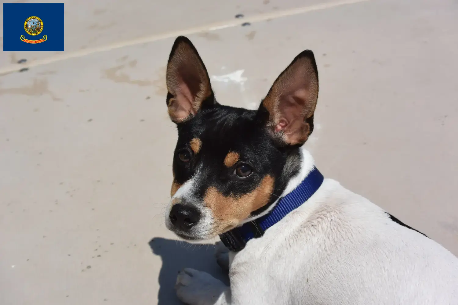 Teddy Roosevelt Terrier puppies and breeders Idaho Find Teddy Roosevelt Terrier breeders in Idaho.