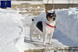 Read more about the article Teddy Roosevelt Terrier breeders and puppies in Indiana