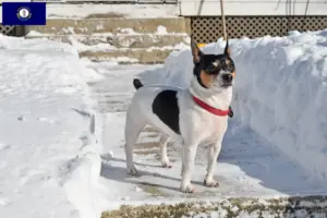 Read more about the article Teddy Roosevelt Terrier breeders and puppies in Kentucky