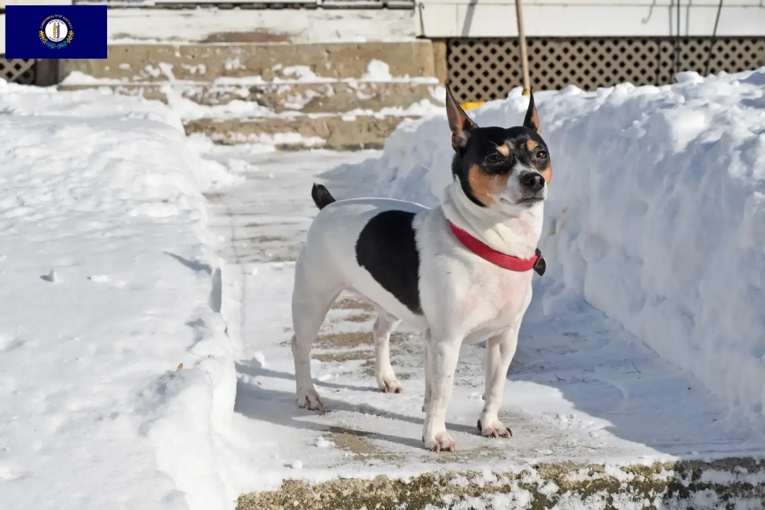 Read more about the article Teddy Roosevelt Terrier breeders and puppies in Kentucky