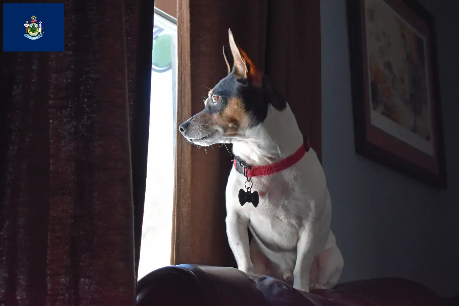 Teddy Roosevelt Terrier puppies and breeders Maine Find Teddy Roosevelt Terrier breeders in Maine here.