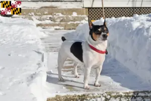 Read more about the article Teddy Roosevelt Terrier Breeder and Puppies in Maryland