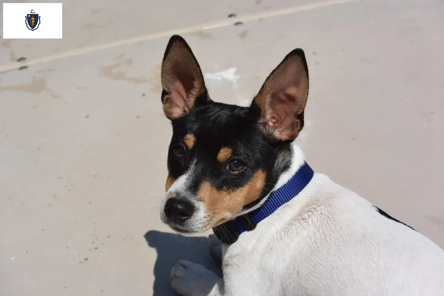Teddy Roosevelt Terrier puppies and breeders Massachusetts Find Teddy Roosevelt Terrier breeders in Massachusetts.