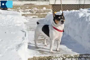 Read more about the article Teddy Roosevelt Terrier Breeders and Puppies in Minnesota