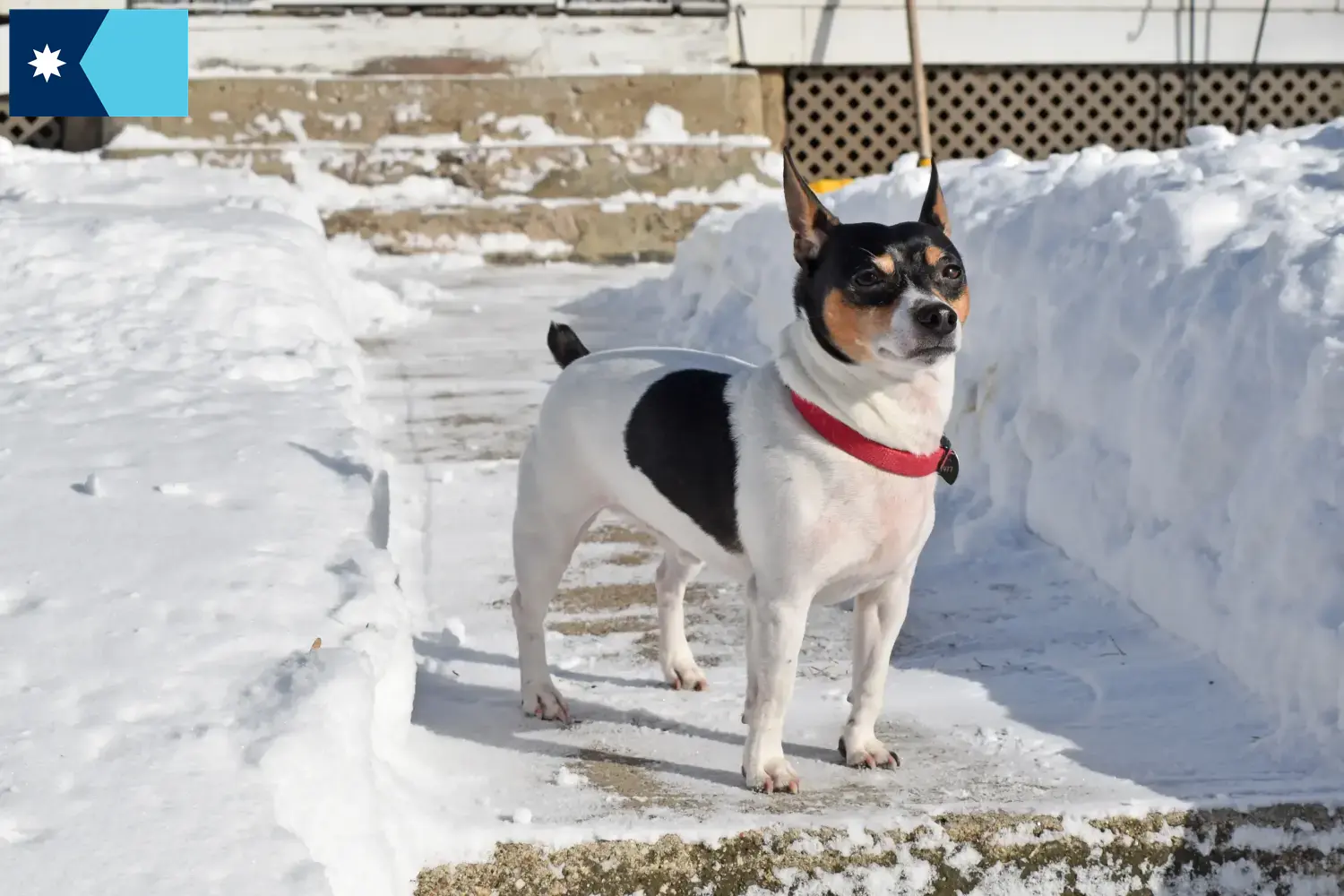 Teddy Roosevelt Terrier puppies and breeders Minnesota Find Teddy Roosevelt Terrier breeders in Minnesota.