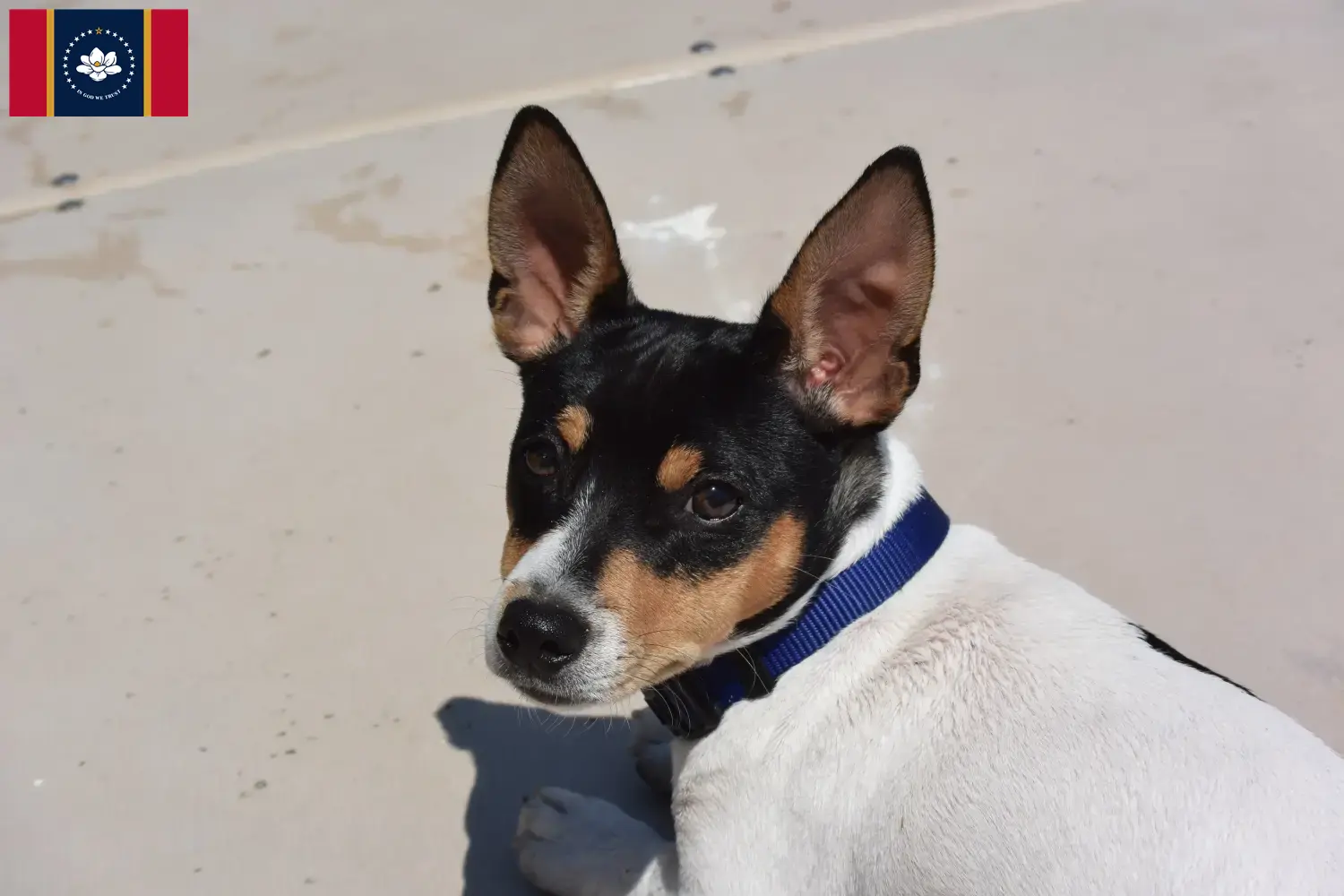 Teddy Roosevelt Terrier puppies and breeders Mississippi Find Teddy Roosevelt Terrier breeders in Mississippi here.