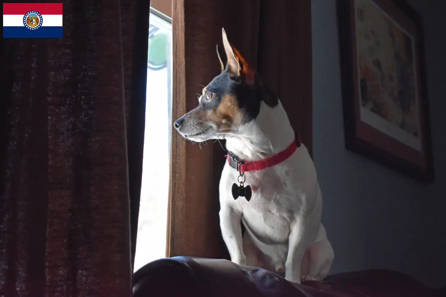 Read more about the article Teddy Roosevelt Terrier Breeder and Puppies in Missouri