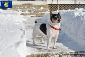 Read more about the article Teddy Roosevelt Terrier Breeder and Puppies in Montana