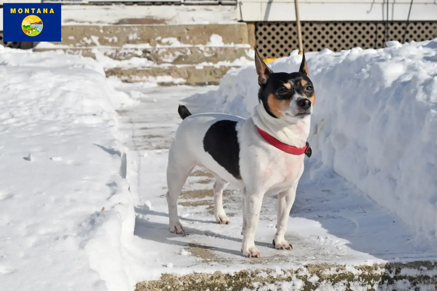 Teddy Roosevelt Terrier Puppies and Breeder Montana Find Teddy Roosevelt Terrier breeders in Montana.