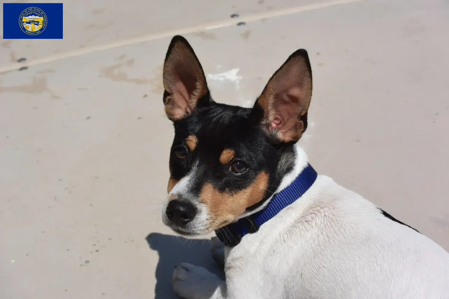 Teddy Roosevelt Terrier puppies and breeders Nebraska Find Teddy Roosevelt Terrier breeders in Nebraska.