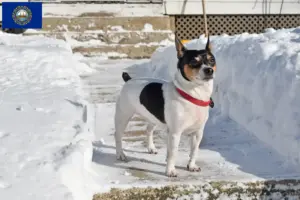 Read more about the article Teddy Roosevelt Terrier Breeder and Puppies in New Hampshire