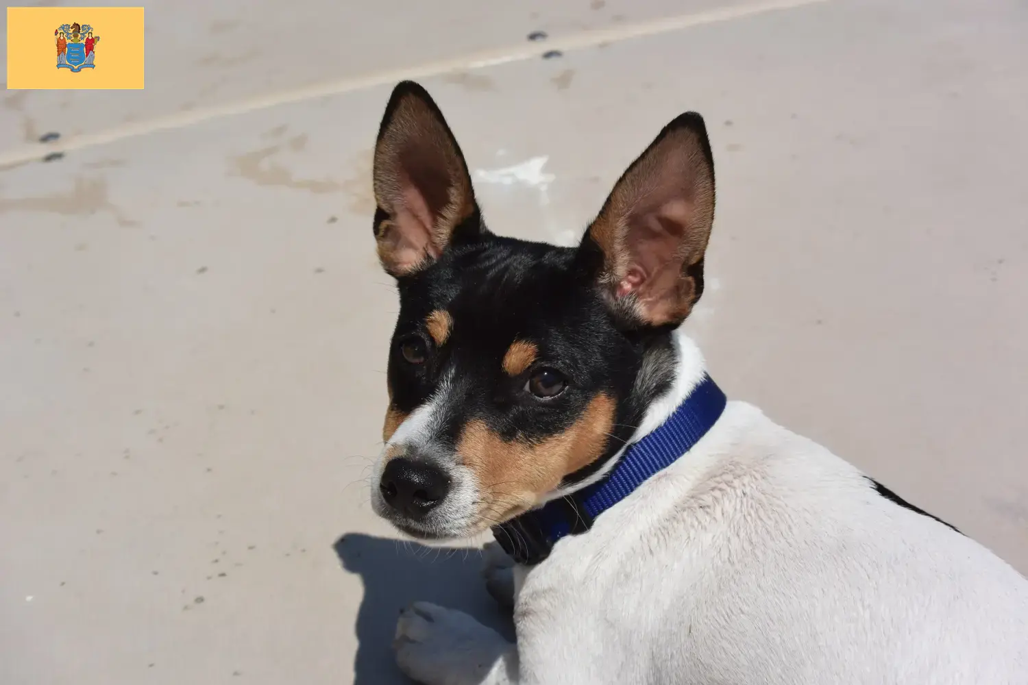Teddy Roosevelt Terrier Puppies and Breeder New Jersey Find Teddy Roosevelt Terrier breeders in New Jersey.