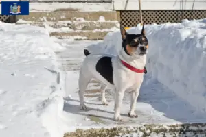 Read more about the article Teddy Roosevelt Terrier Breeder and Puppies in New York
