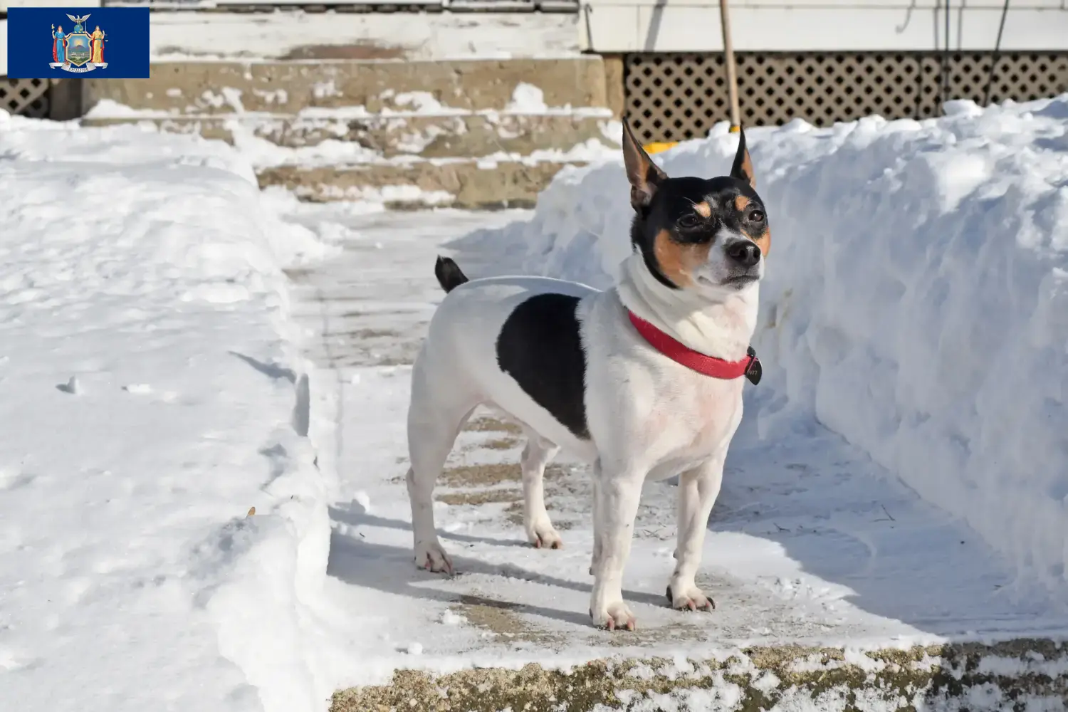 Teddy Roosevelt Terrier puppies and breeders New York Find Teddy Roosevelt Terrier breeders in New York here.