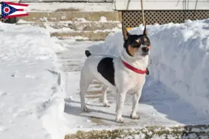 Read more about the article Teddy Roosevelt Terrier Breeder and Puppies in Ohio