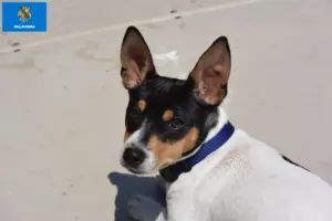 Read more about the article Teddy Roosevelt Terrier Breeder and Puppies in Oklahoma