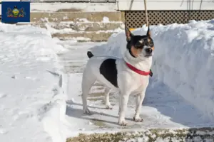 Read more about the article Teddy Roosevelt Terrier Breeder and Puppies in Pennsylvania