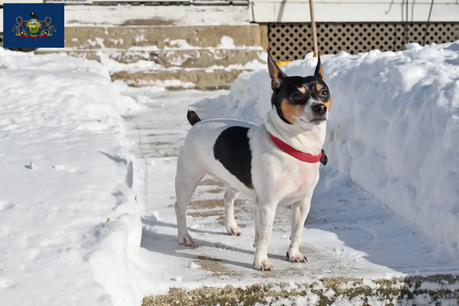 Read more about the article Teddy Roosevelt Terrier Breeder and Puppies in Pennsylvania