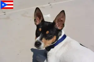 Read more about the article Teddy Roosevelt Terrier breeders and puppies in Puerto Rico