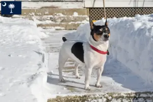 Read more about the article Teddy Roosevelt Terrier Breeders and Puppies in South Carolina