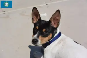 Read more about the article Teddy Roosevelt Terrier Breeders and Puppies in South Dakota
