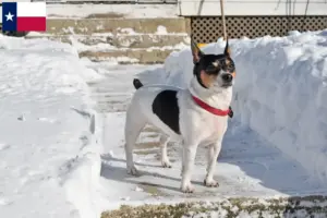 Read more about the article Teddy Roosevelt Terrier breeders and puppies in Texas