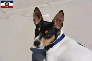 Read more about the article Teddy Roosevelt Terrier breeders and puppies in Utah