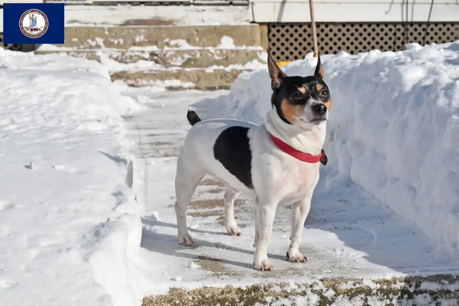 Teddy Roosevelt Terrier puppies and breeder Virginia Find Teddy Roosevelt Terrier breeders in Virginia.