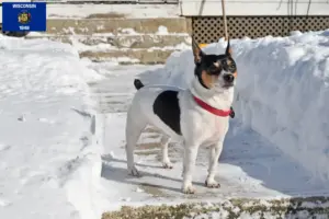 Read more about the article Teddy Roosevelt Terrier Breeder and Puppies in Wisconsin