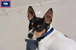 Read more about the article Teddy Roosevelt Terrier Breeders and Puppies in Wyoming
