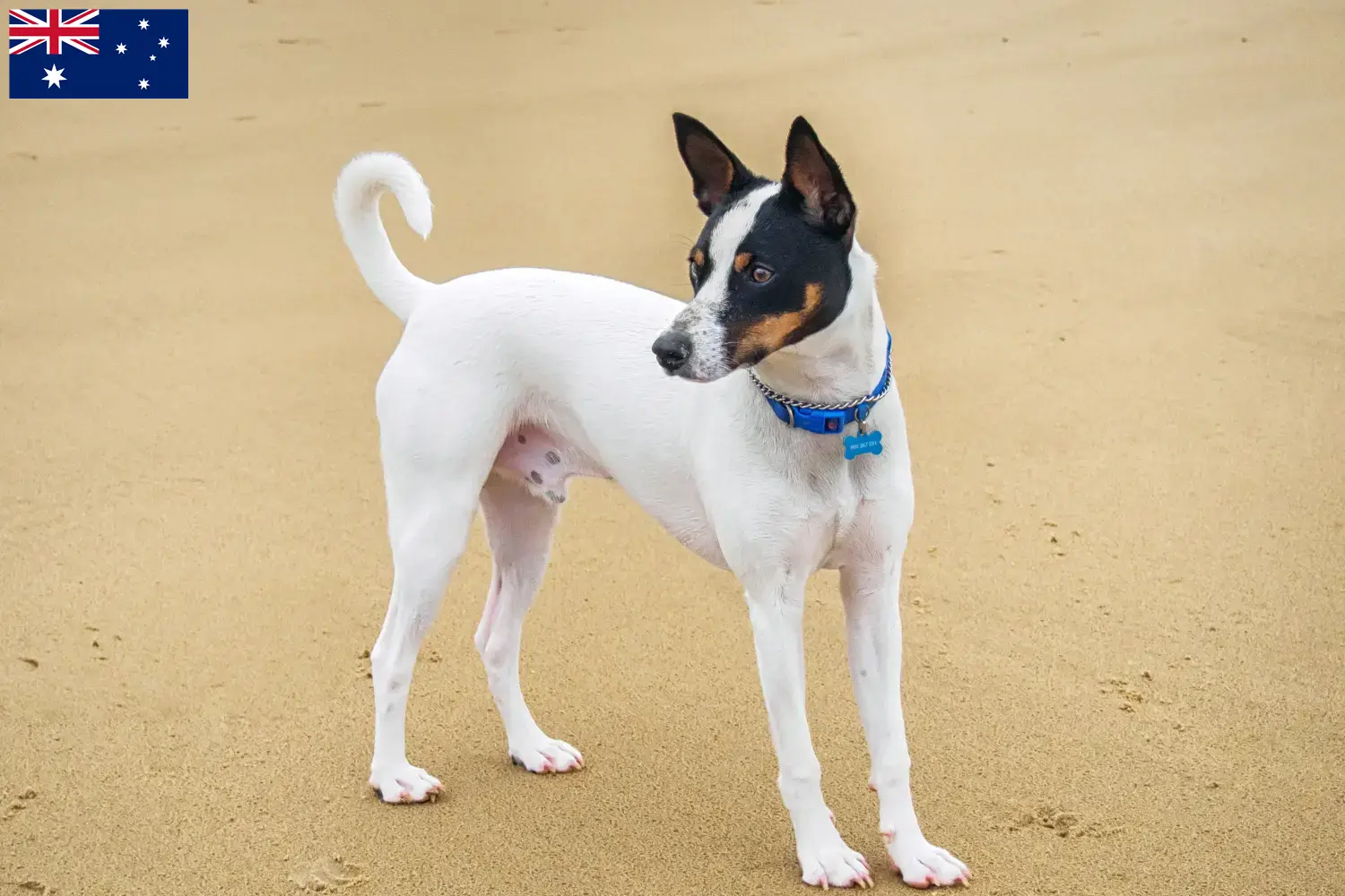 Tenterfield Terrier puppies and breeders Australia Find Tenterfield Terrier breeders in Australia.