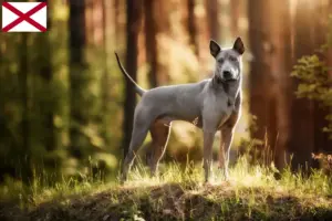 Read more about the article Thai Ridgeback breeders and puppies in Alabama