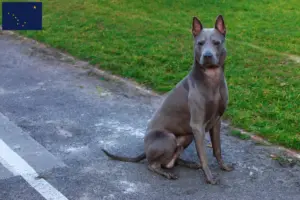 Read more about the article Thai Ridgeback breeders and puppies in Alaska