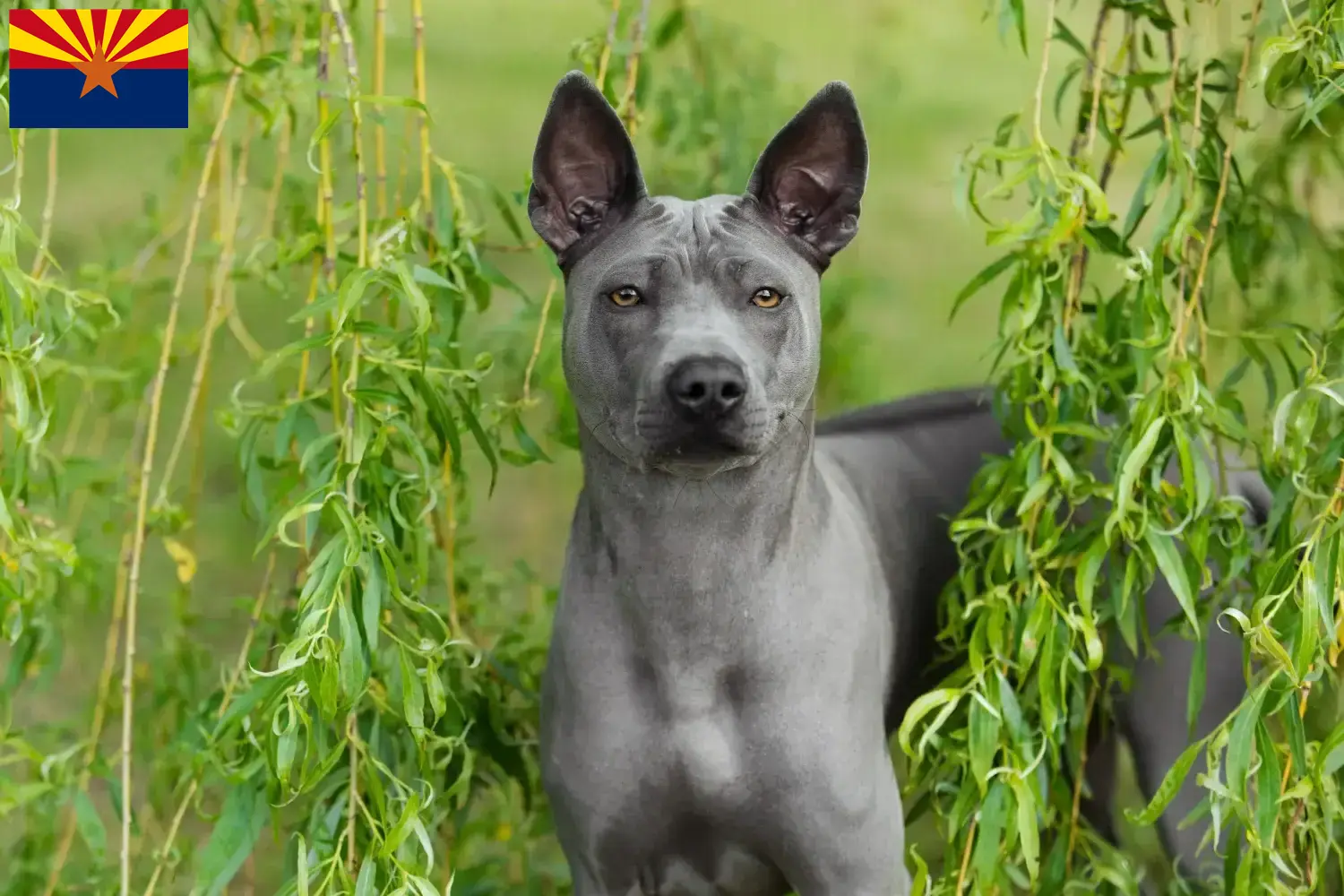 Thai Ridgeback puppies and breeder Arizona Find Thai Ridgeback breeders in Arizona.