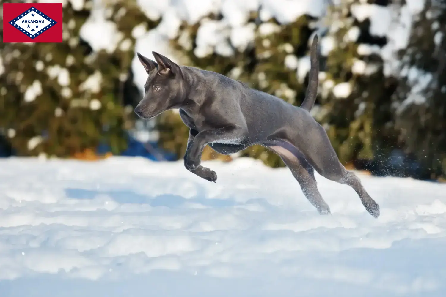Thai Ridgeback puppies and breeders Arkansas Find Thai Ridgeback breeders in Arkansas.