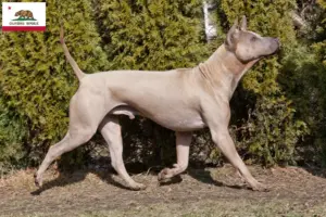 Read more about the article Thai Ridgeback breeders and puppies in California
