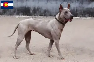 Read more about the article Thai Ridgeback breeders and puppies in Colorado