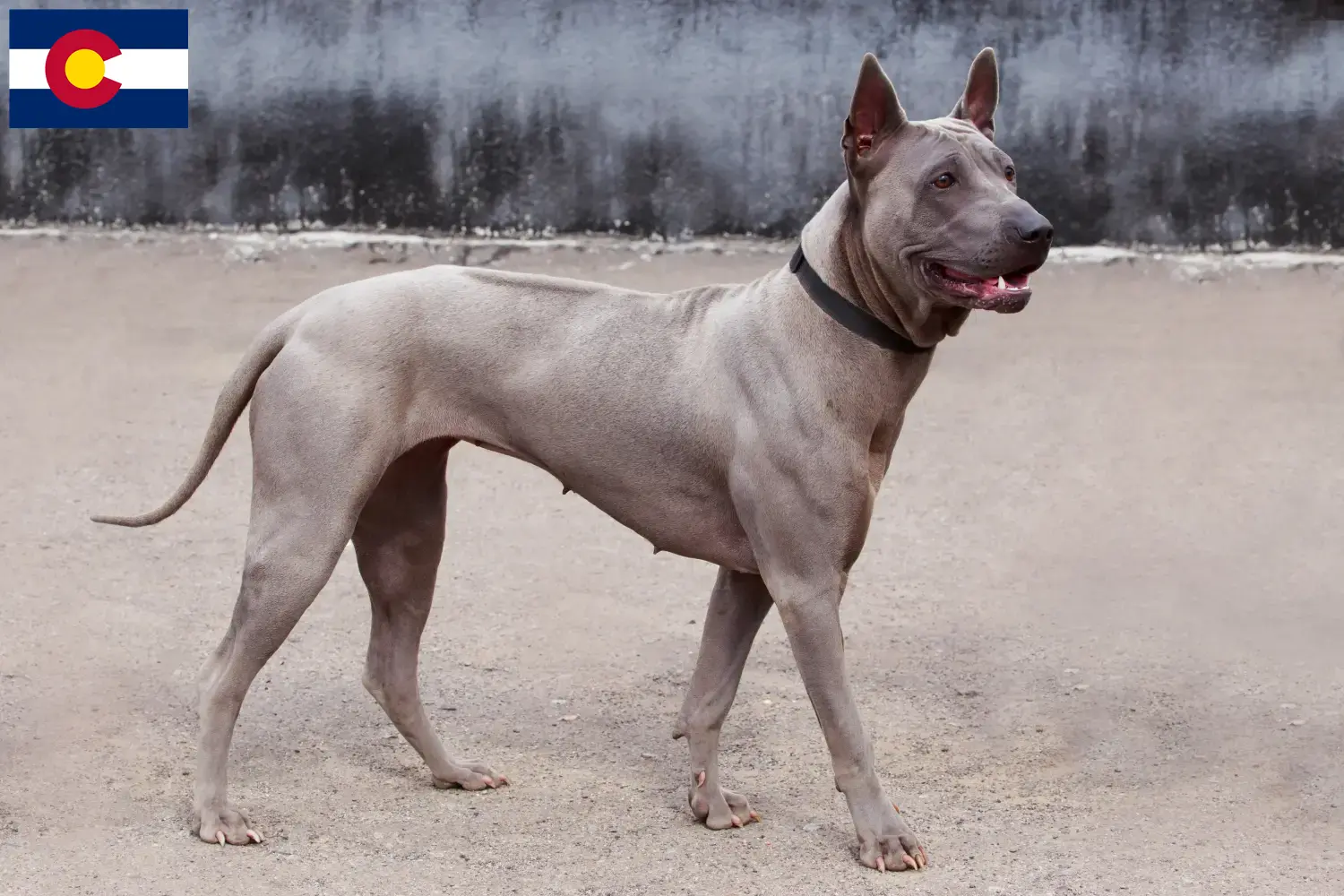 Thai Ridgeback puppies and breeders Colorado Find Thai Ridgeback breeders in Colorado.