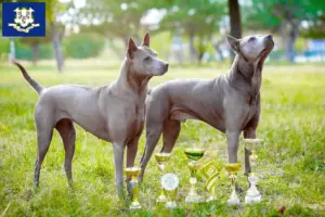 Read more about the article Thai Ridgeback breeders and puppies in Connecticut