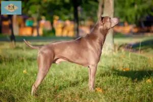 Read more about the article Thai Ridgeback breeders and puppies in Delaware
