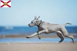 Read more about the article Thai Ridgeback breeders and puppies in Florida