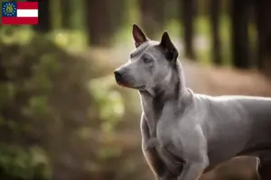 Read more about the article Thai Ridgeback breeders and puppies in Georgia