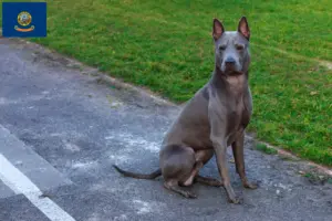 Read more about the article Thai Ridgeback breeders and puppies in Idaho