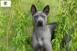 Read more about the article Thai Ridgeback breeders and puppies in Illinois