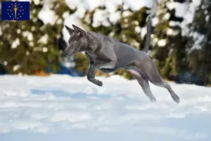 Read more about the article Thai Ridgeback breeders and puppies in Indiana