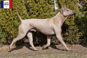 Read more about the article Thai Ridgeback breeders and puppies in Iowa