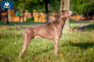 Read more about the article Thai Ridgeback breeders and puppies in Louisiana